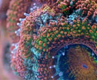 Brilliantly colourful coral