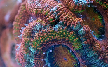 Brilliantly colourful coral